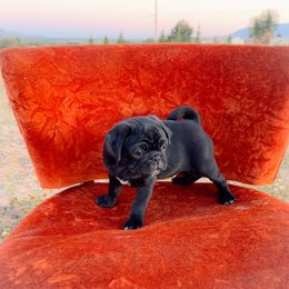 Hunter (white collar) - Black male Pug puppy in Hereford, Arizona from Broken Road Ranch Pugs