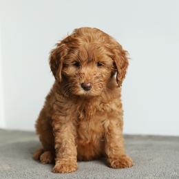 Green - Caramel red male Australian Labradoodle puppy in Williamstown, New York from Lewis Manor Labradoodles
