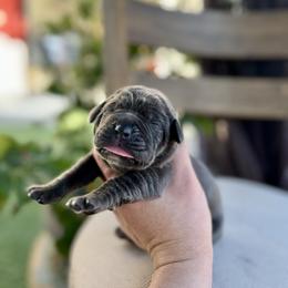 Nyx - Gray female Cane Corso puppy in Las Vegas, Nevada from LV3M Cane Corso