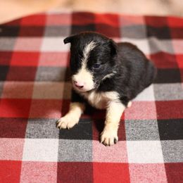 Girl 2 - Black and white female Border Collie puppy in Cadiz, Ohio from Graham Livestock