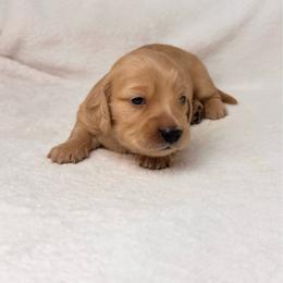 Sunny - Cream male Dachshund puppy in Kingman, Arizona from Diddle Bros Dachshunds