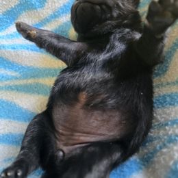 Black girl 5 - Black female Pug puppy in Gaffney, South Carolina from Sunset Farms