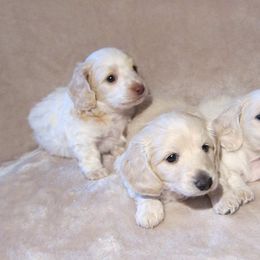 Dachshund Puppies from Doxie Waggin Tails