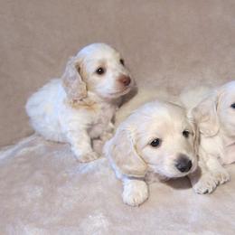 Dachshund Puppies from Doxie Waggin Tails