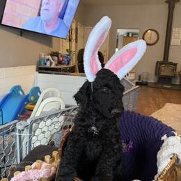 Teddy - Black male Goldendoodle puppy in Salem, Oregon from Capital Doodles