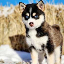 Pomsky Puppies from Big Sky Pomskies