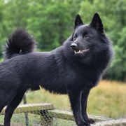Rah - Schipperke