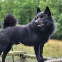 Rah - Schipperke