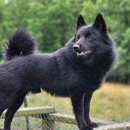 Rah - Schipperke