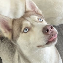 Foxy - Pomsky