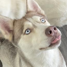 Foxy - Pomsky