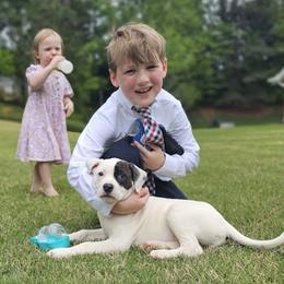 American Bulldog Puppies from Valor American Bulldogs