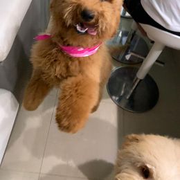 Sellie - Goldendoodle