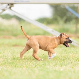 Staffordshire Bull Terrier Puppies from Vivace Staffords