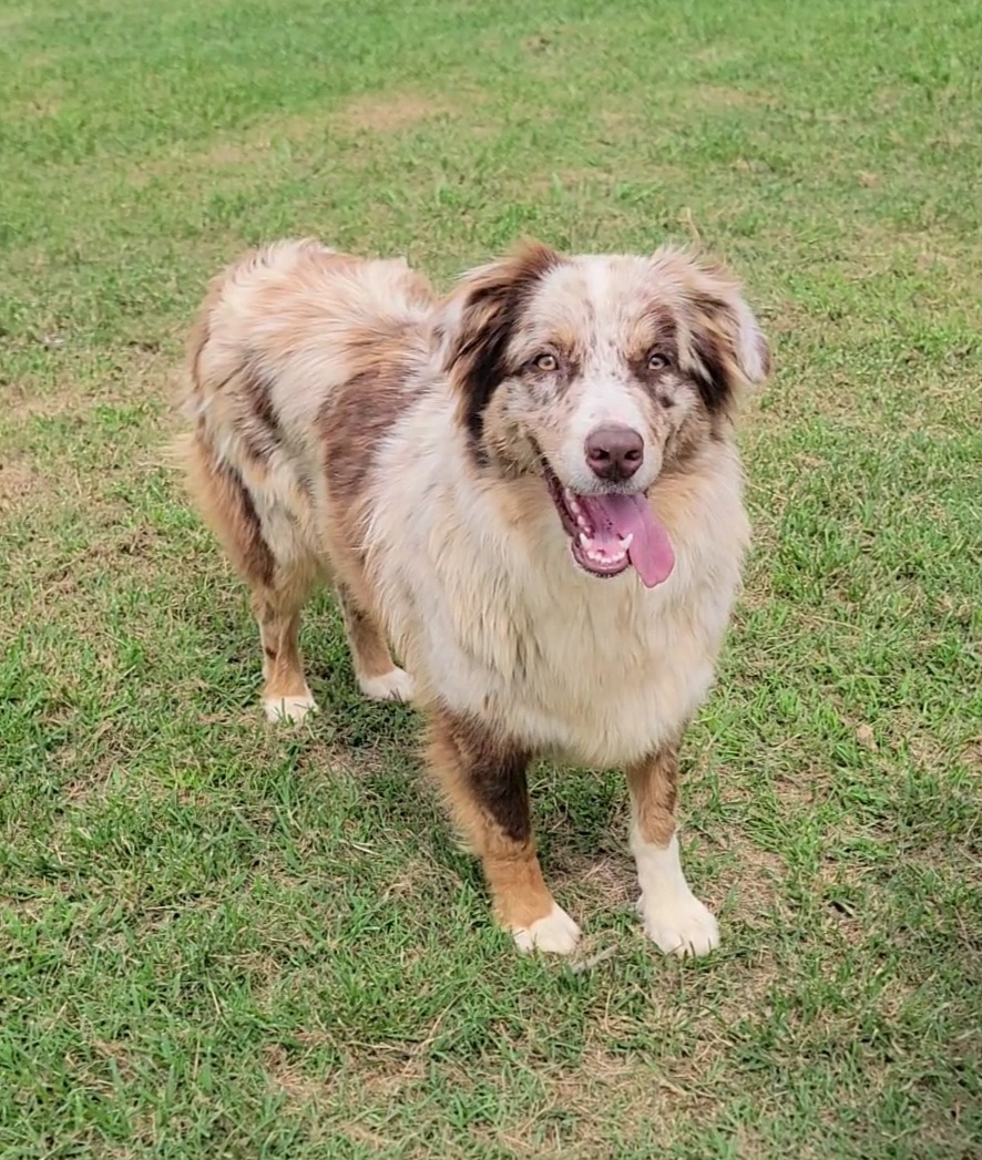 Skeeter - Australian Shepherd