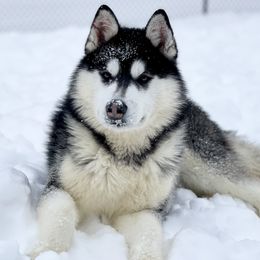 Tahvo - Siberian Husky