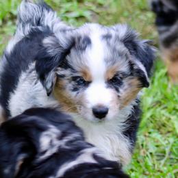 Bailey - Blue merle male Miniature Australian Shepherd puppy in Fort Smith, Arkansas from Rye Hill Aussies