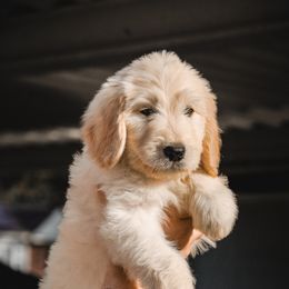 Lyra - Cream female Goldendoodle puppy in Portsmouth, Virginia from Hopping Howlers Ranch