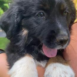Cannon - Black tri male Miniature American Shepherd puppy in Ruffin, North Carolina from Valkyrie Adventures
