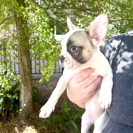 French Bulldog Puppies from Southern Mississippi Frenchies