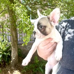 French Bulldog Puppies from Southern Mississippi Frenchies