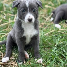 ABCA Pearl - Blue female Border Collie puppy in Lexington, Kentucky from 3-Ring Farms
