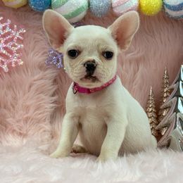 Noelle - Cream female French Bulldog puppy in Tulsa, Oklahoma from EvergreenEliteKennel