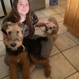 Airedale Terrier Puppies from Topline Airedale Terriers