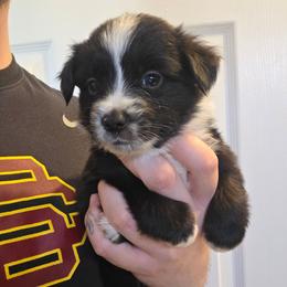 Milo - Black & white male Miniature Australian Shepherd puppy in Las Vegas, Nevada from Marii's Aussies