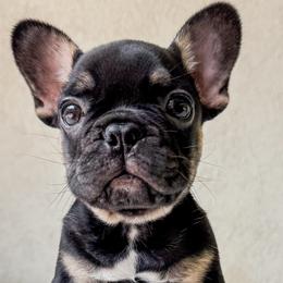 Ziggy - Tricolors male French Bulldog puppy in Porter, Texas from Whatabulldog
