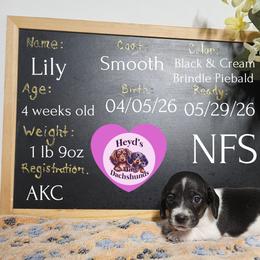 Lily - Piebald female Dachshund puppy in Hoquiam, Washington from Heyd's Mini Dachshunds
