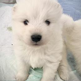 Samoyed Puppies from Hursley Manor Samoyeds
