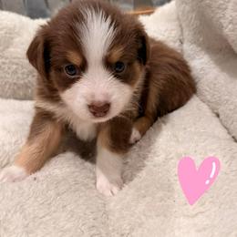 Red tri female - Red tri-color female Miniature American Shepherd puppy in Strykersville, New York from Hundred Acre Wood Homestead Kennels
