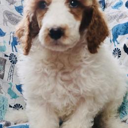 Tortilla - Apricot Poodle puppy in Grant County, Indiana from Massey Creek Kennels