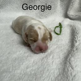 Georgie AKC - Black tan and white male Beagle puppy in Rogersville, Missouri from Hales Little Beagle Haven