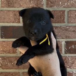 Female 3 - Black brindle female Dutch Shepherd puppy in Fayetteville, North Carolina from Iron Sight K9s