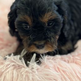 Cavapoo and Shihpoo Puppies from Haus of Doodles