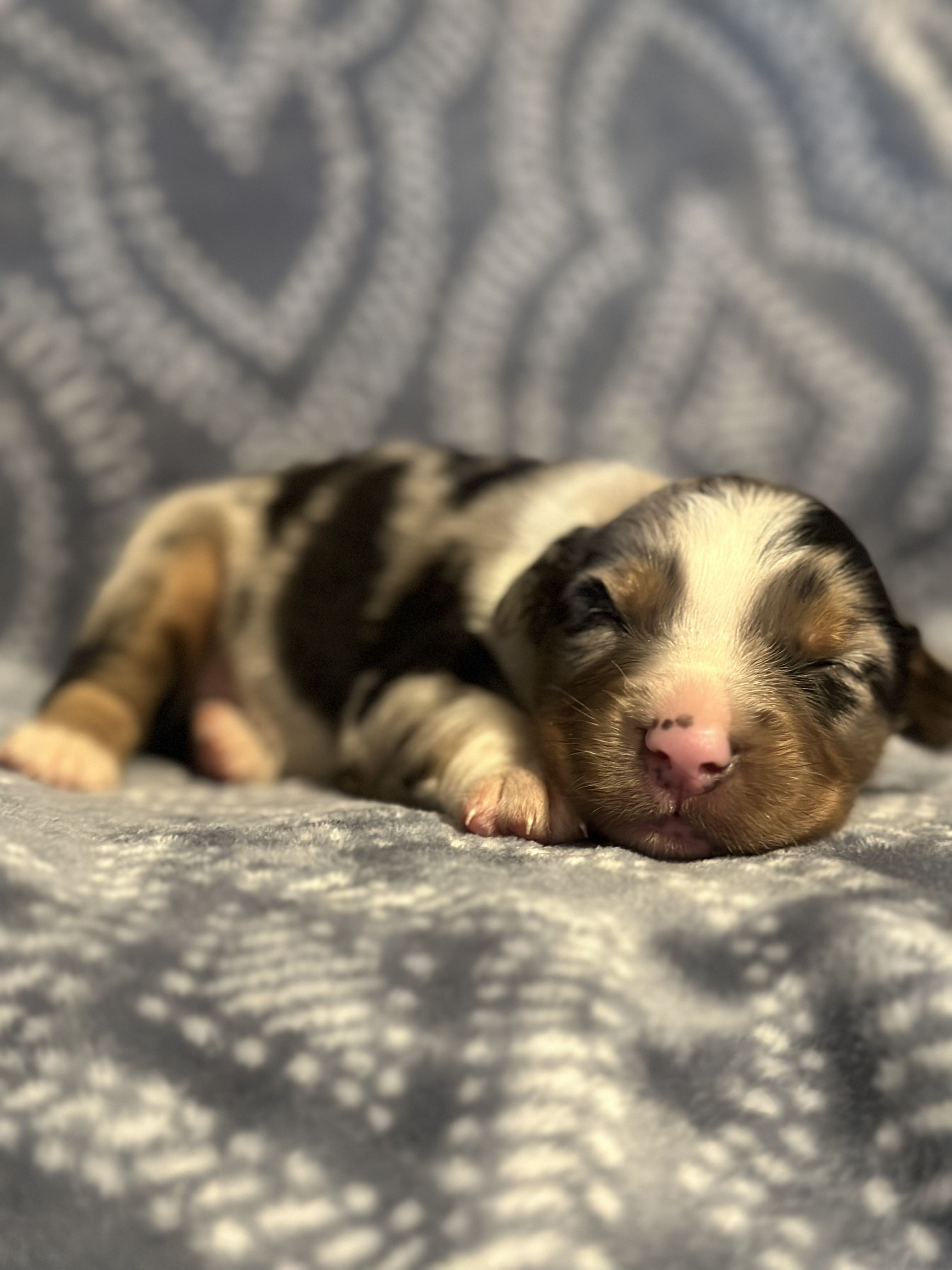 Toy Australian Shepherds - Double H Toy/Mini Farm