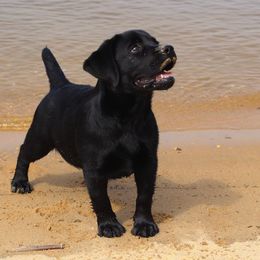 Labrador Retriever Puppies from Andover Meadow Farm