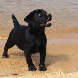 Labrador Retriever Puppies from Andover Meadow Farm