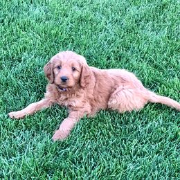 Goldendoodle Puppies from Triple HHH puppies