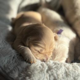 Bull's-eye - Light golden male Golden Retriever puppy in Lincoln, California from Roberts Golden Retrievers