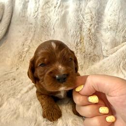 Boy 3 Hercules - Red male Cavapoo puppy in Bountiful, Utah from PJs Puppy Love