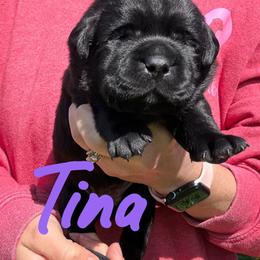 Tina - Black female Labrador Retriever puppy in Petersburg, Kentucky from Mahan Labs