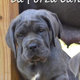 Cane Corso Puppies from Golden Isles Cane Corsos