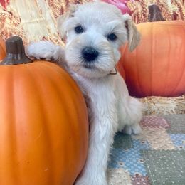 Miniature Schnauzer Puppies from Stellar Schnauzers