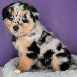 Remi3Boy2- BMM,Long,AKC,OFAs,Genetics - Blue merle male Australian Shepherd puppy in South Hill, Virginia from Silverside Aussies LLC