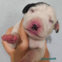 Glaceon (Teal collar) - White and black female Dalmatian puppy in Raymondville, Missouri from Wagner's Dalmatian's