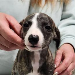 Amelia - Black brindle female Whippet puppy in Ruckersville, Virginia from Lishima Whippets