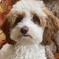 Kira - Goldendoodle